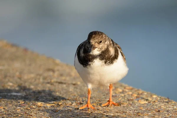 Portret turnstone — Zdjęcie stockowe