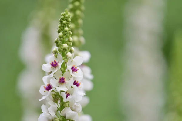 Kopřiva listová mullein (Verbascum chaixii) — Stock fotografie