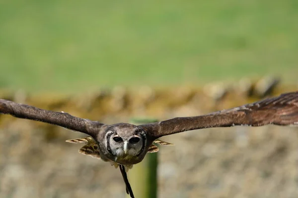 Verreaux-Uhu (bubo lacteus)) — Stockfoto