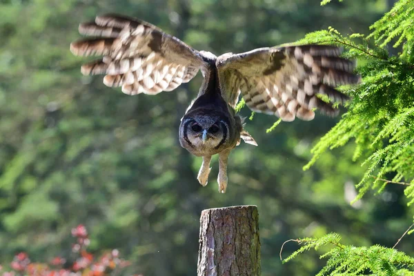 Verreaux's eagle owl (Bubo lacteus) — Stock Photo, Image