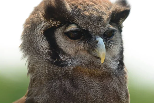 Verreaux 'nun kartal baykuşu (Bubo lacteus) — Stok fotoğraf