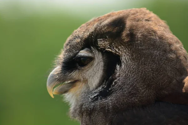 Coruja-de-águia (Bubo lacteus ) — Fotografia de Stock