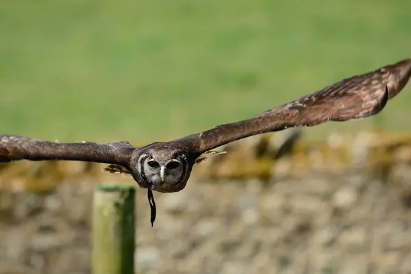 Verreaux's eagle owl (Bubo lacteus) — Stock Photo, Image