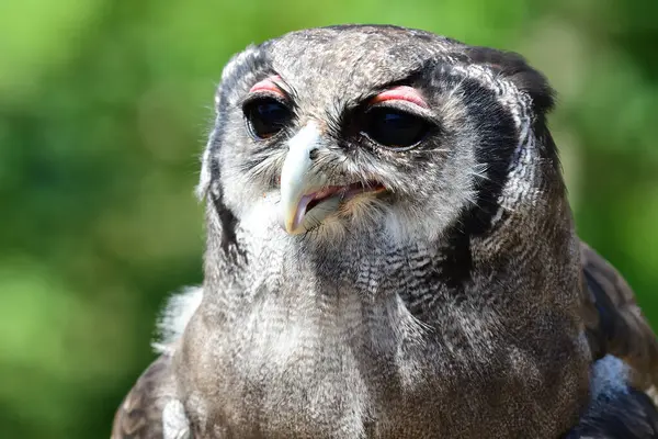Verreaux's eagle owl (Bubo lacteus) — Stock Photo, Image