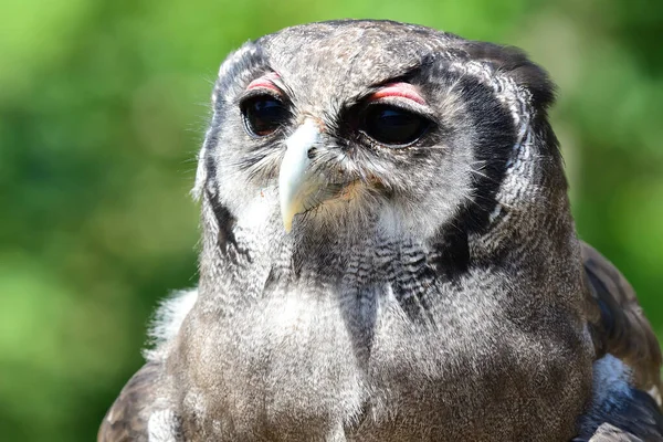 Verreaux 'nun kartal baykuşu (Bubo lacteus) — Stok fotoğraf