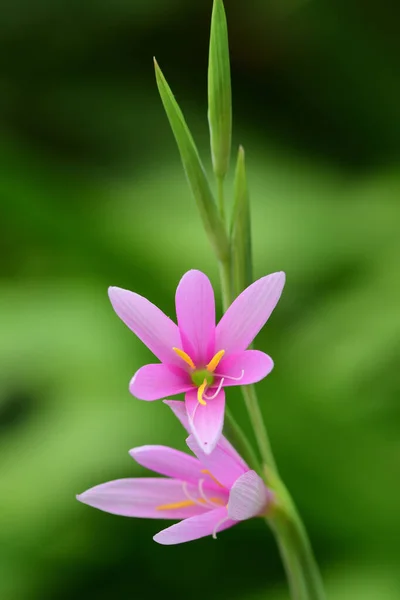 Kap bugle lilja (watsonia borbonica)) — Stockfoto