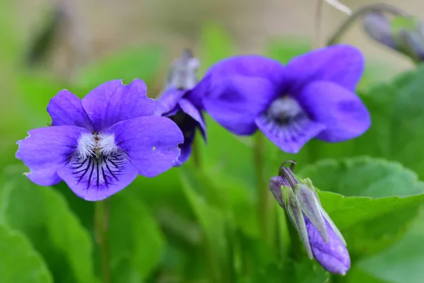 Violette comuni (viola odorata ) — Foto Stock