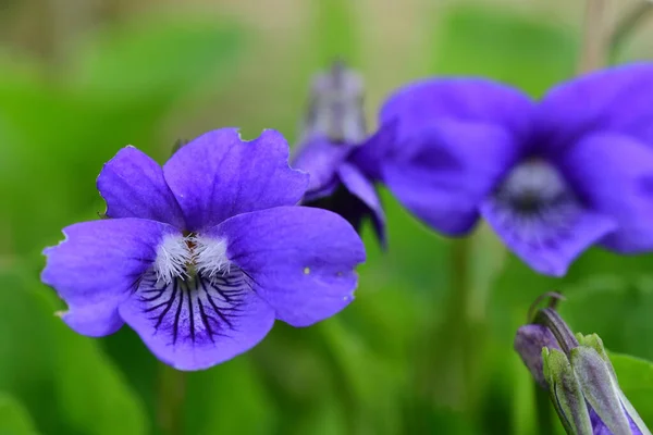 Violetas comuns (viola odorata ) — Fotografia de Stock