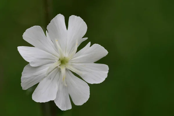White campion (silene latifolia) — Stock Photo, Image