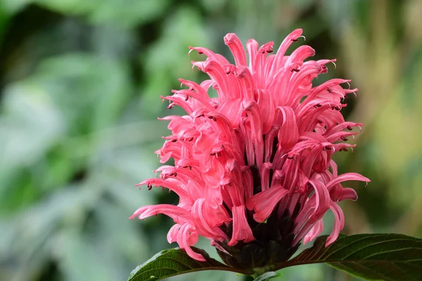 Brezilyalı Plume çiçek (Justicia carnea) — Stok fotoğraf