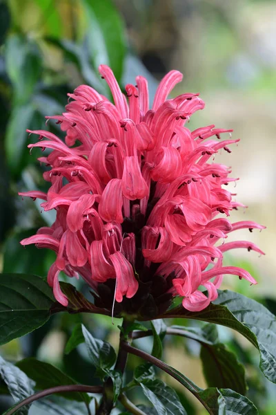 Brazylijski pióropusz kwiat (Justicia krwisty) — Zdjęcie stockowe