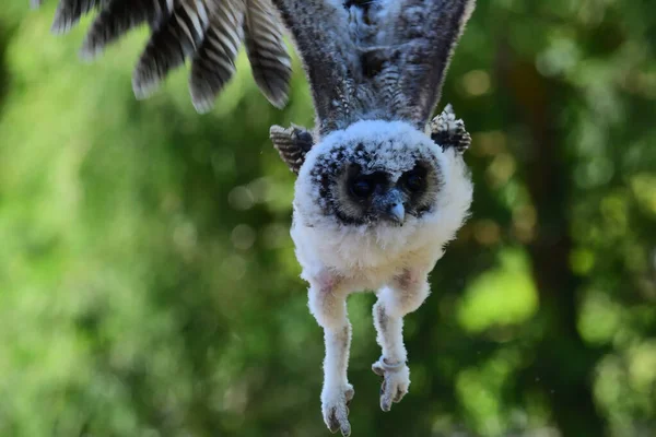 Baby brown wood owl (strix leptogrammica) — Stock Photo, Image