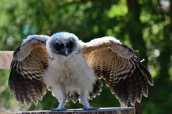Bebek kahverengi tahta baykuş (strix leptogrammika))