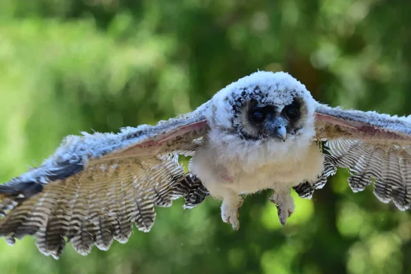 Baby brown wood owl (strix leptogrammica) — Stock Photo, Image