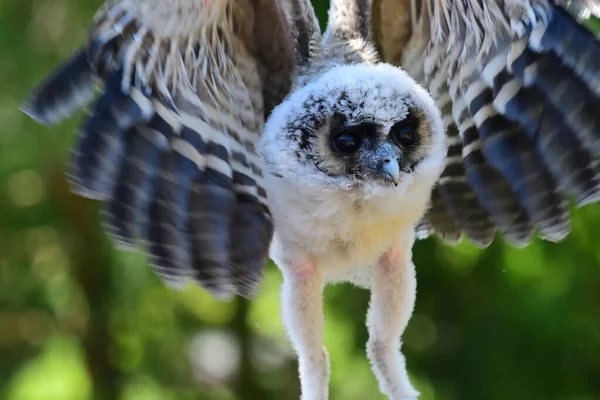 Baby brown wood owl (strix leptogrammica) — Stock Photo, Image