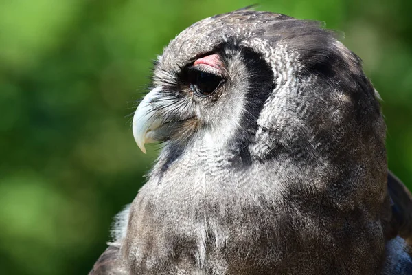 Verreaux's eagle owl (Bubo lacteus) — Stock Photo, Image