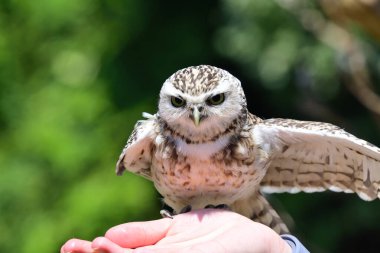 Kazan Baykuş (athene cunicularia)