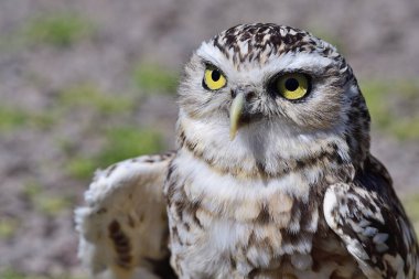Kazan Baykuş (athene cunicularia)