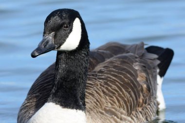 Kanada kazı (Branta kanadensis)