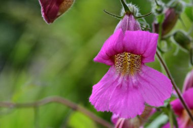 Çin yüksükotu (rehmannia angulata)