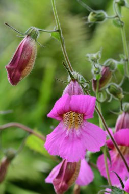 Çin yüksükotu (rehmannia angulata)