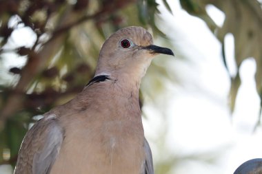 Avrasya yakalı güvercin (streptopelia decaocto)