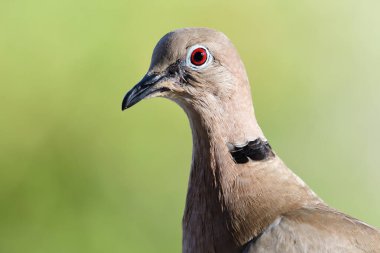Avrasya yakalı güvercini (Streptopelia decaocto)