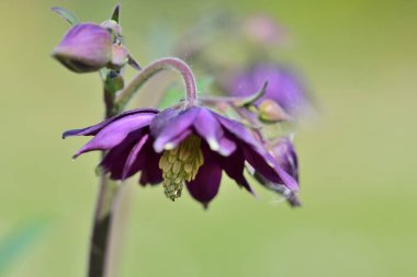 Columbine çiçek