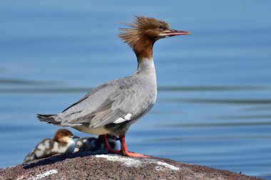 Genel merganser (Mergus merganser))