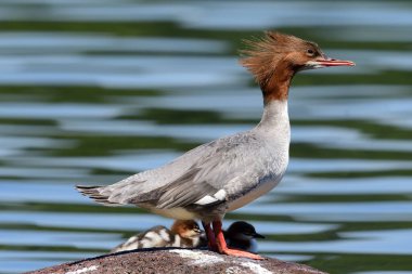 Goosander (Mergus merganser)