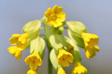 Değişen (Primula veris)
