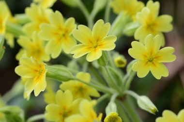 Yaygın inek ayağı (primula veris))