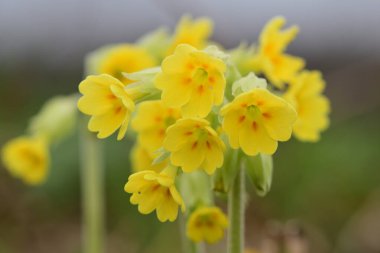Yaygın inek ayağı (primula veris))