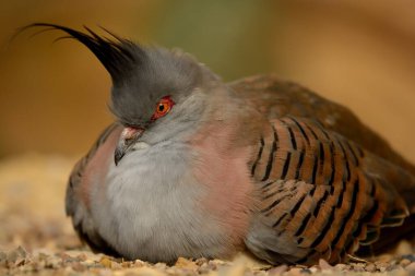 Armalı Güvercin (Ocypôlophotes)