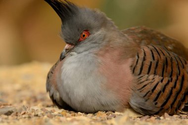 Armalı Güvercin (Ocypôlophotes)