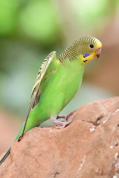 Periquito (melopsittacus undulata ) — Foto de Stock