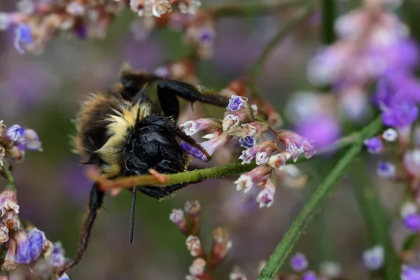 Wet bumble bee — Stock Photo, Image