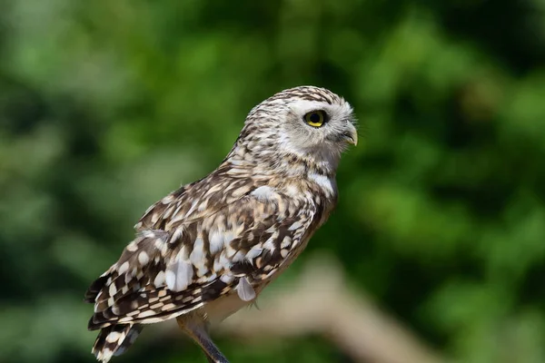 Зарывающаяся сова (athene cunicularia) — стоковое фото