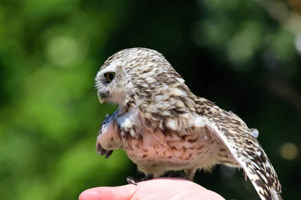 穴居猫头鹰(athene cunicularia)) — 图库照片