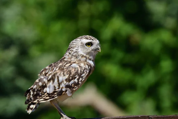 穴居猫头鹰(athene cunicularia)) — 图库照片