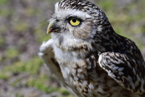 Kazan Baykuş (athene cunicularia) — Stok fotoğraf