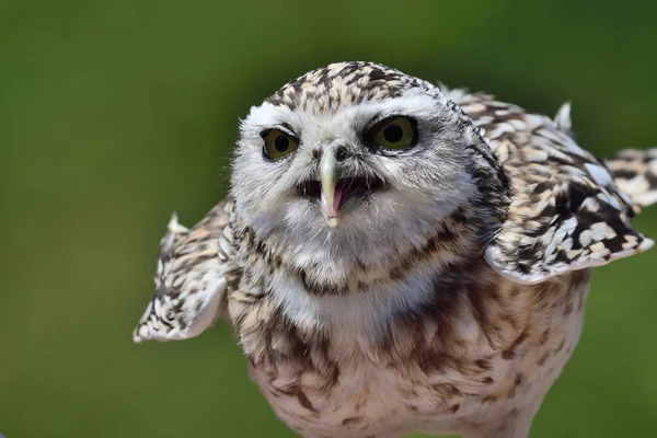 불타는 올빼미 (athene cunicularia)) — 스톡 사진