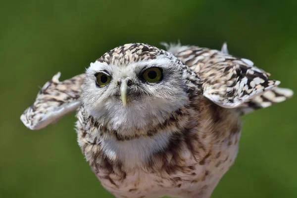 Coruja (athene cunicularia) — Fotografia de Stock