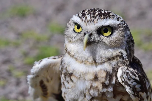 穴居猫头鹰(athene cunicularia)) — 图库照片