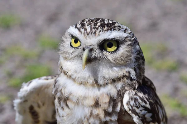 穴居猫头鹰(athene cunicularia)) — 图库照片