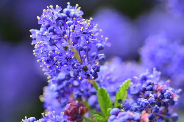Ceanothus 