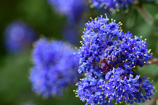 Lilak kalifornský (ceanothus) — Stock fotografie