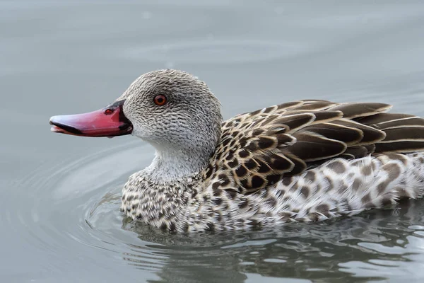 Cabo Teal (Anas capensis ) — Fotografia de Stock