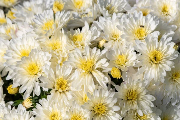 Chrysanthemen — Stockfoto