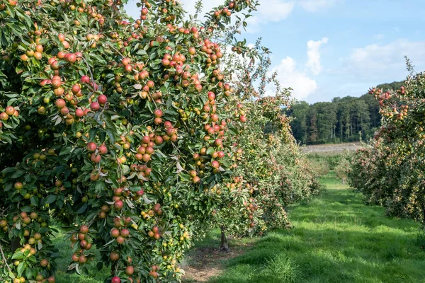 Manzanas de sidra amarga Tremlett — Foto de Stock